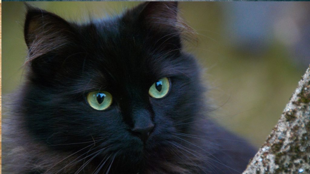 Shaw Slingers Cat Is a Joke: The Absurdity That’s Captivating the Internet