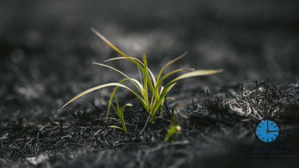 Ashes of Creation Cannot Process Oak Tree