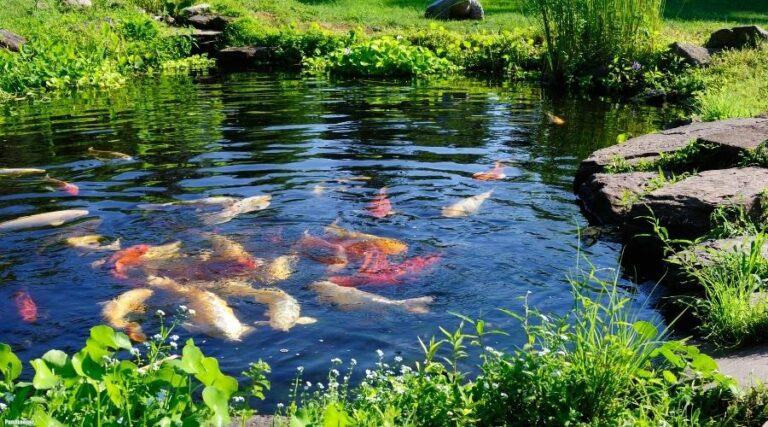 How to Create and Maintain a Healthy Garden Pond