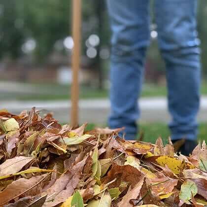Raking fallen autumn leaves in the garden
