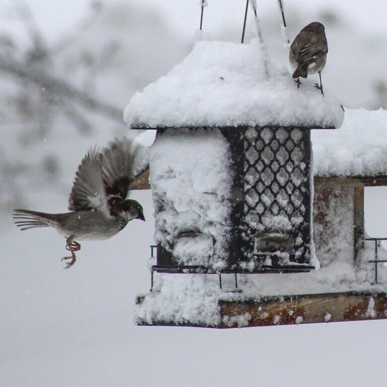 Garden birds at a snow-covered feeder in winter