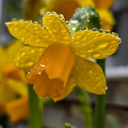 Raindrops on a yellow daffodil after a shower