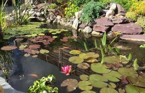 A clear garden pond with water lilies and lily pads