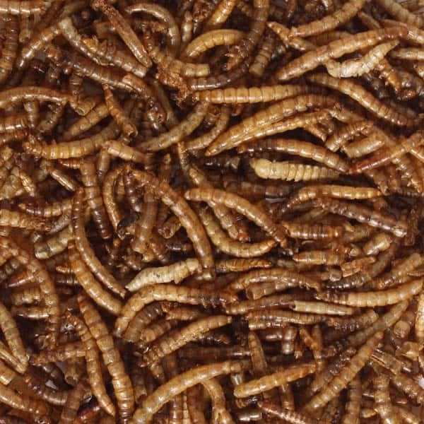 Dried mealworms sold as wild bird food by Garden Wildlife Direct