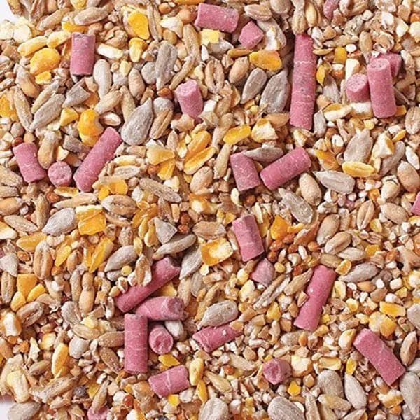 Winter Garden Bird Feeding Guide: Seed Mixes, Fat Balls and Feeder Hygiene Garden Wildlife Direct Robin and Blackbird No Mess Mix with seeds and pink pellets
